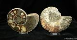 Unusual Anapuzosia Ammonite ( Inches) #1072-2